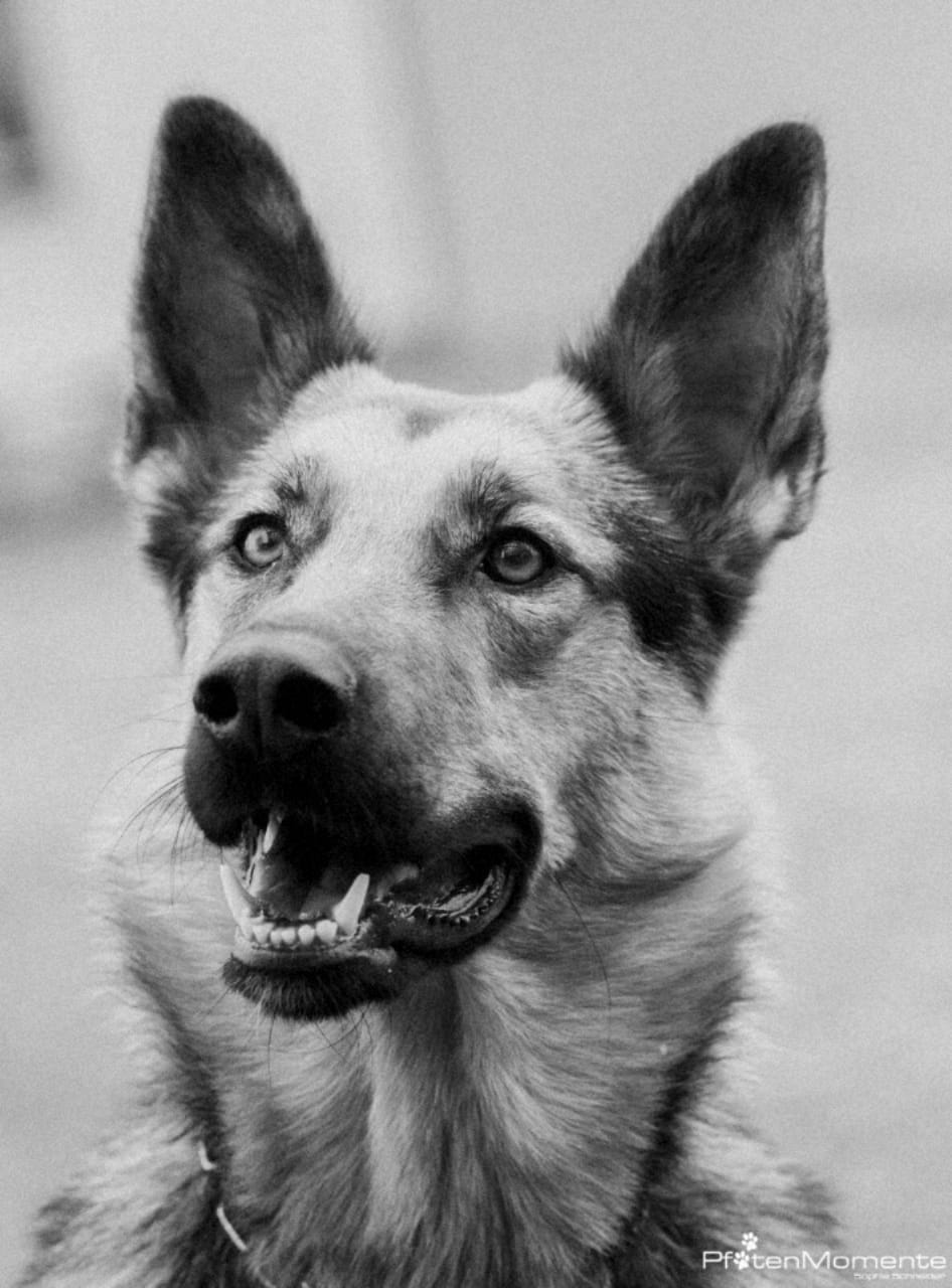 Der alternde Hund