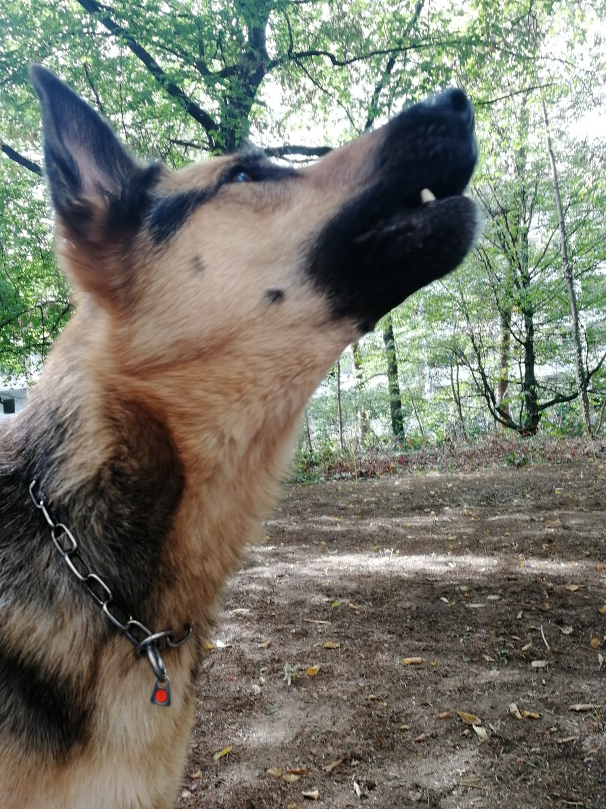 Der Hundebiss