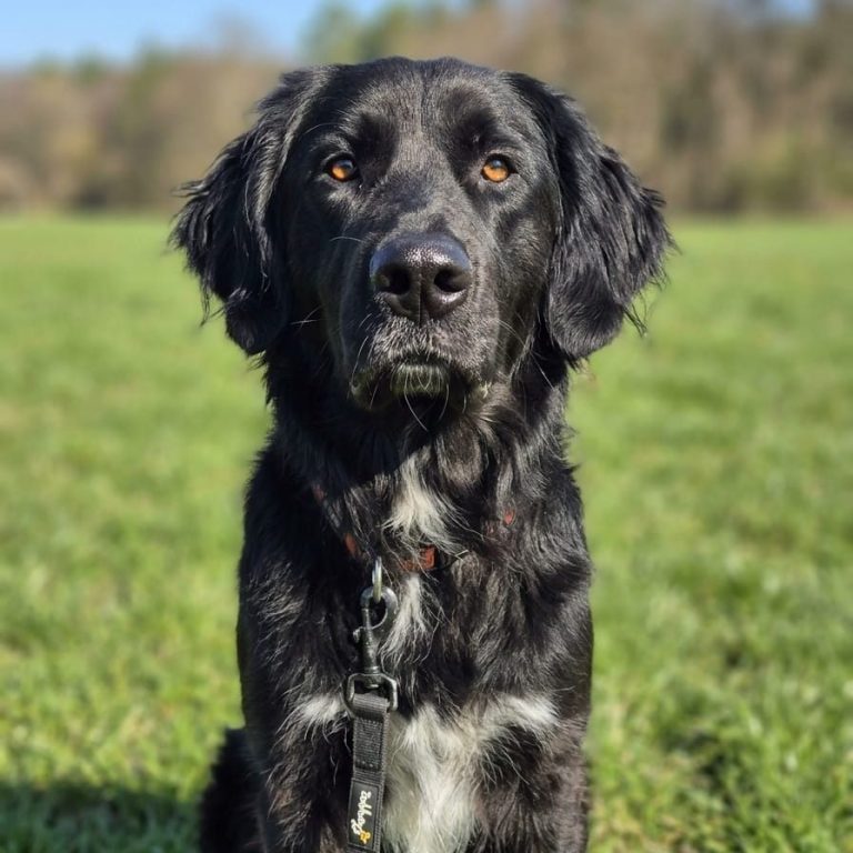 Portrait von schwarzem Hund Orio B.