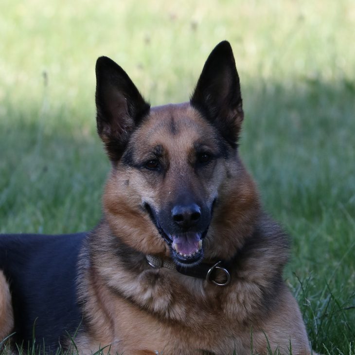 Portrait von Schäferhündin Akila G.-K.